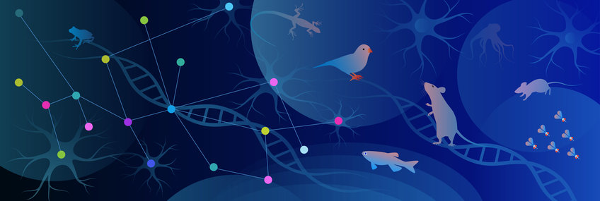 Gezeichnetes Bild in Blautönen mit DNA-Strang, Vögeln, Mäusen, Fliegen, Fischen und anderen Tieren, sowie Nervenzellen.